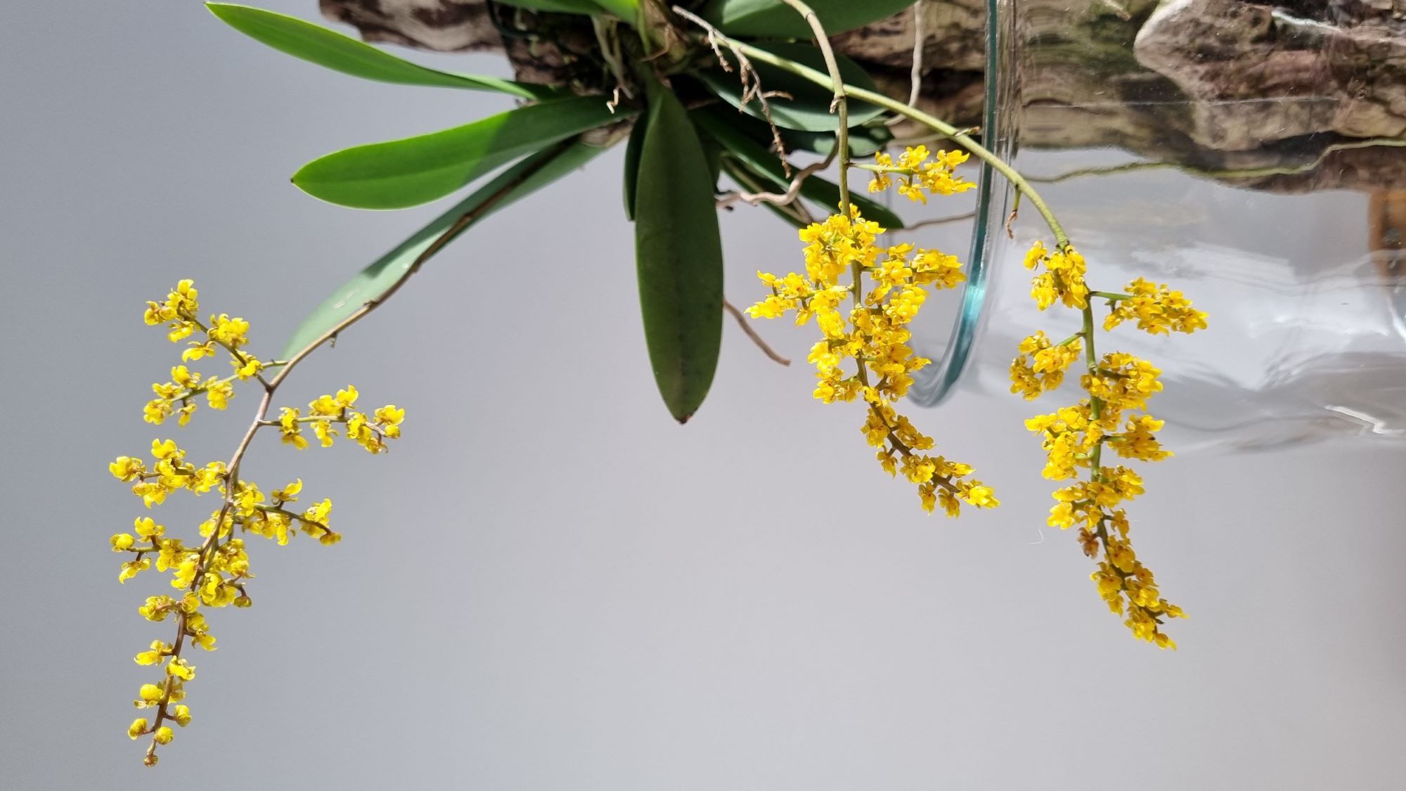 Oncidium pumillum2.jpg
