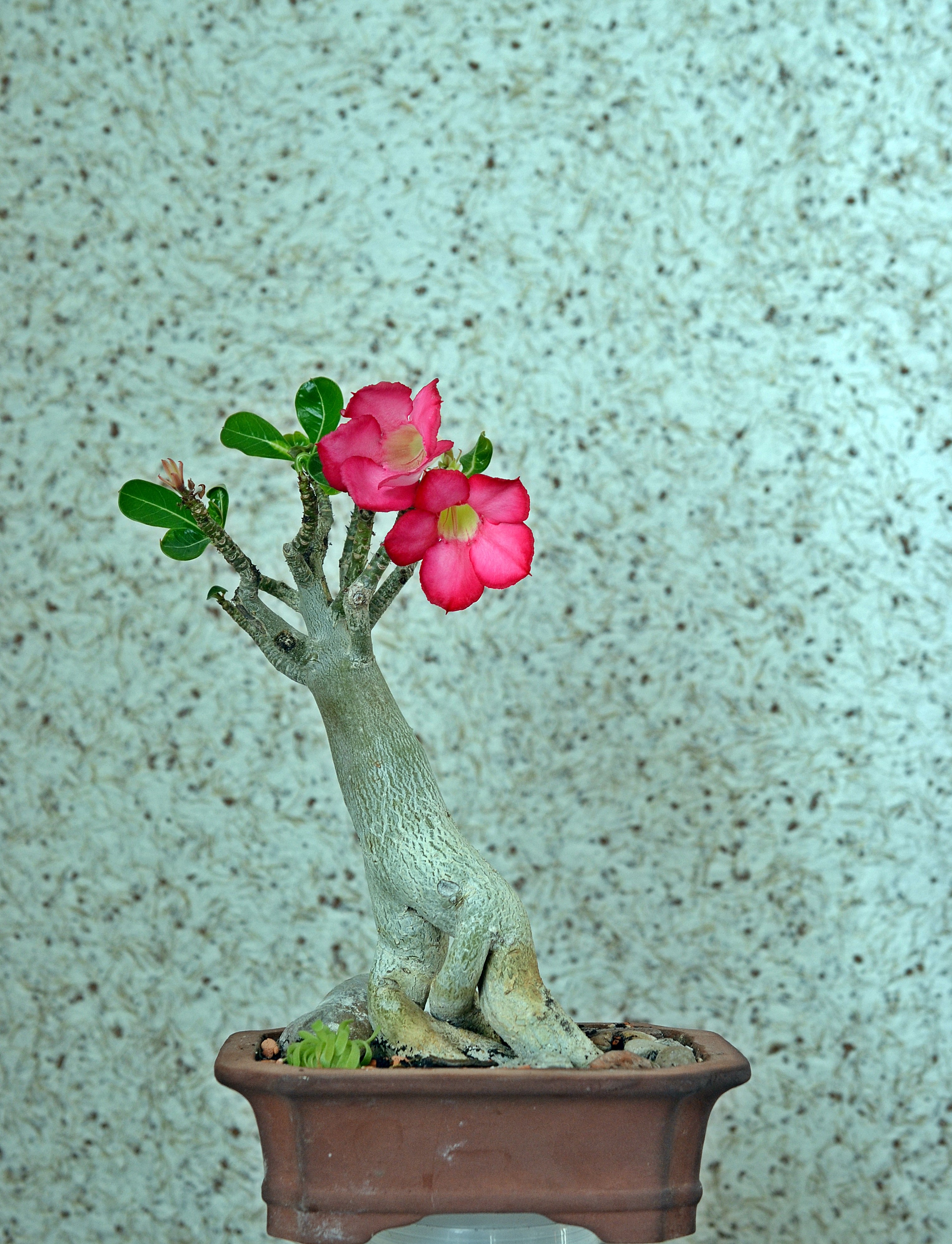 DSC_6649.jpg1.jpg
