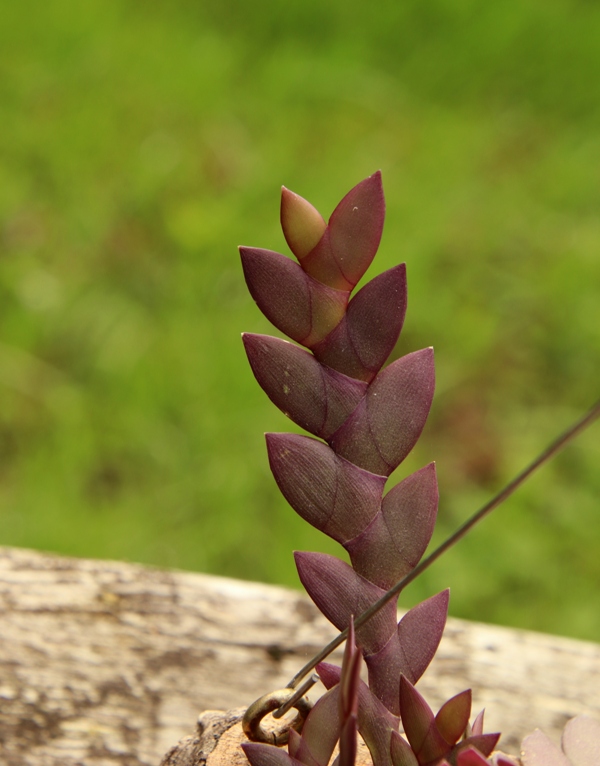 Dendrobium rosellum'21.08.29.JPG