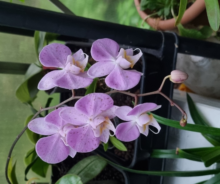 Phalaenopsis sanderiana.jpg