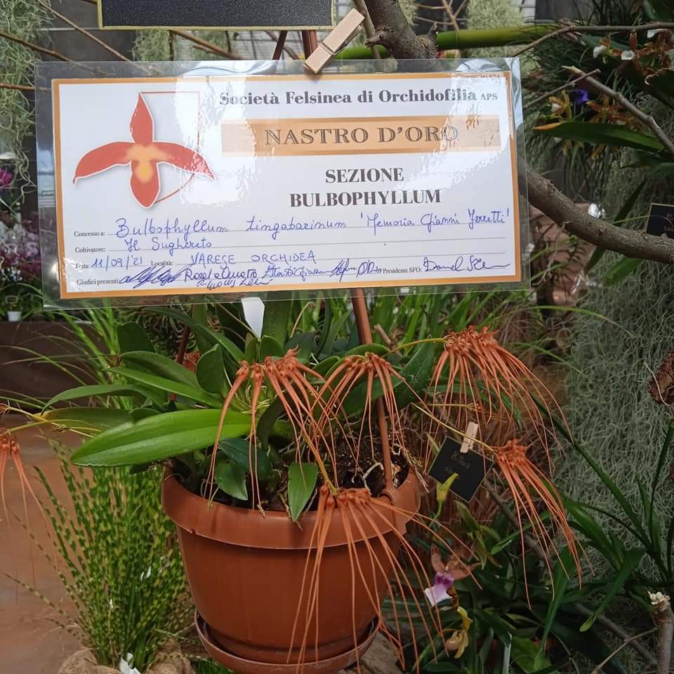 Auksas Bulbophyllum kategorijoje