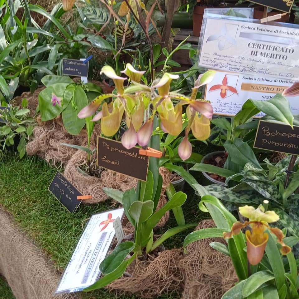 Sidabras Paphiopedilum grupėje