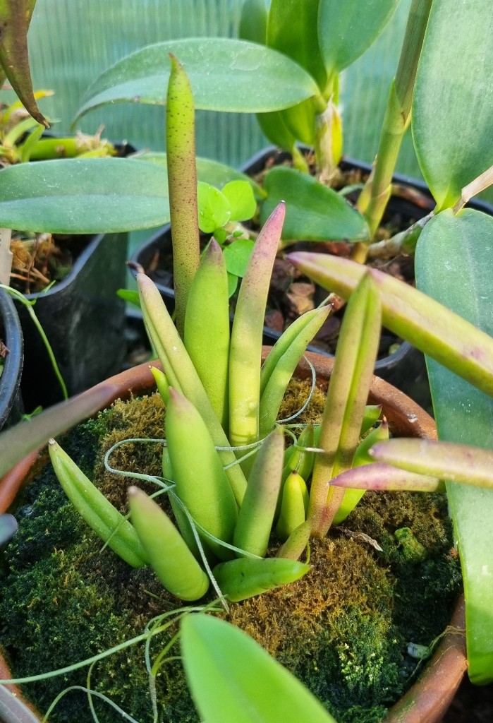 Pleurothallis teres.jpg