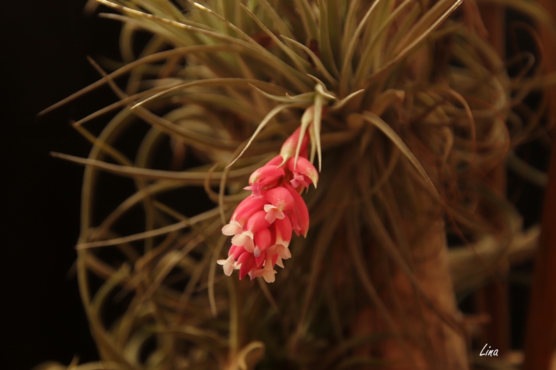 Tillandsia 'Cotton Candy' 21.10.10..JPG