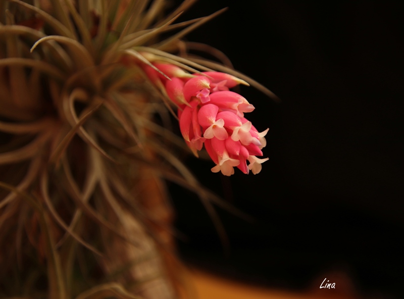 Tillandsia 'Cotton Candy' 21.10.10.JPG