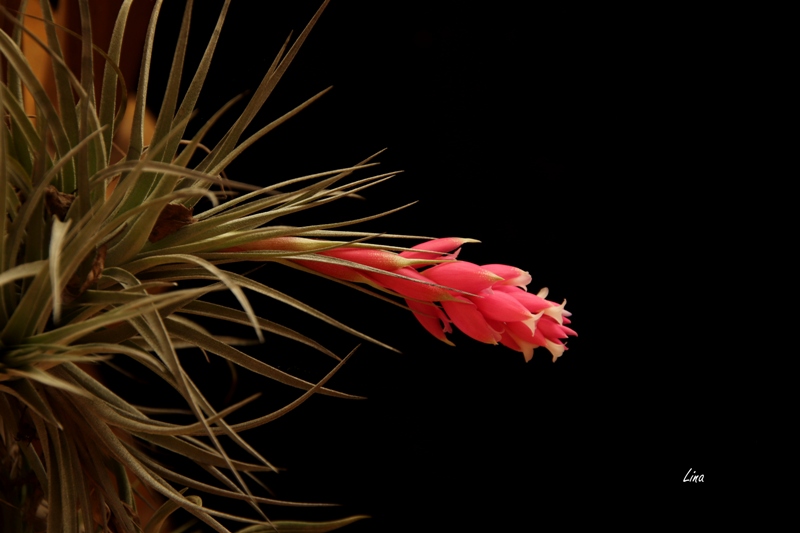 Tillandsia 'Cotton Candy' 21.10.JPG