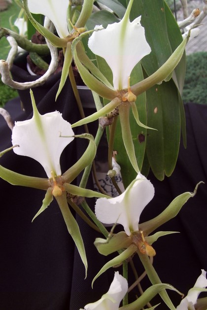 Plectrelminthus caudatus.jpg