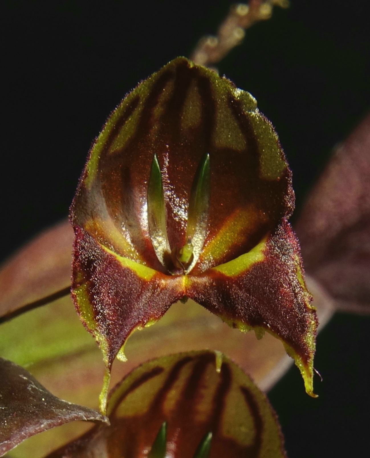 Lepanthes felis