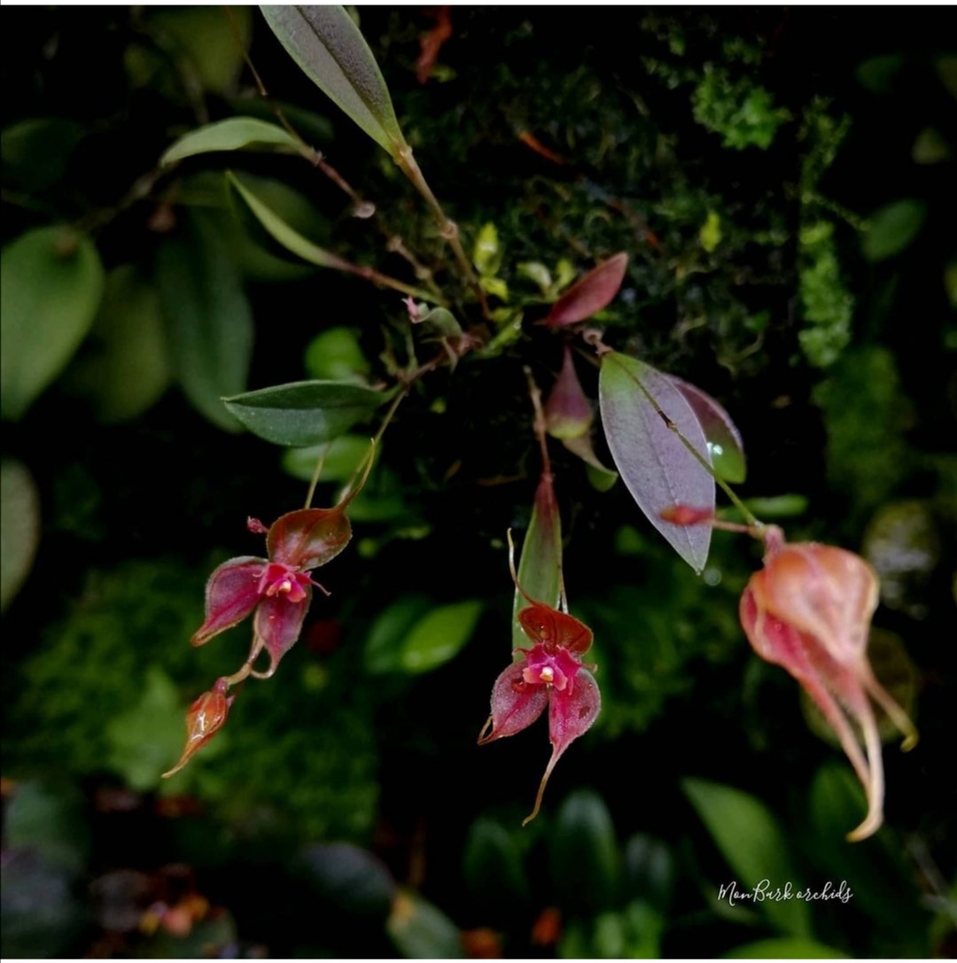 Lepanthes matamorosii