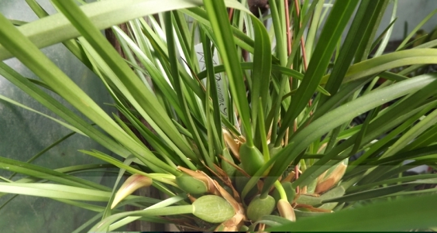 Maxillaria tenuifolia.JPG