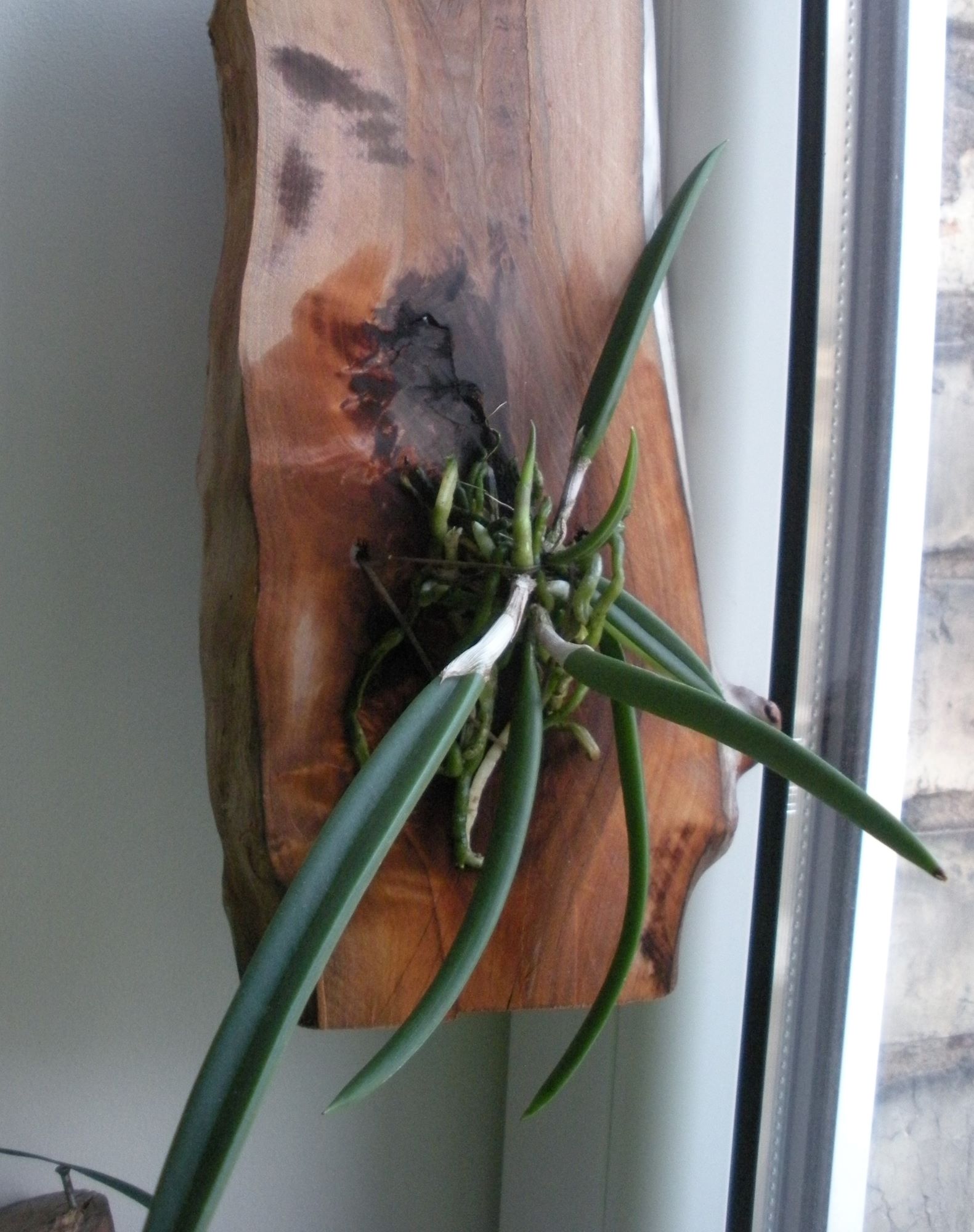 Brassavola nodosa.JPG