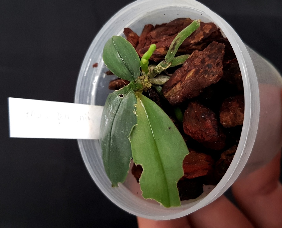 Phalaenopsis parishii (1).jpg