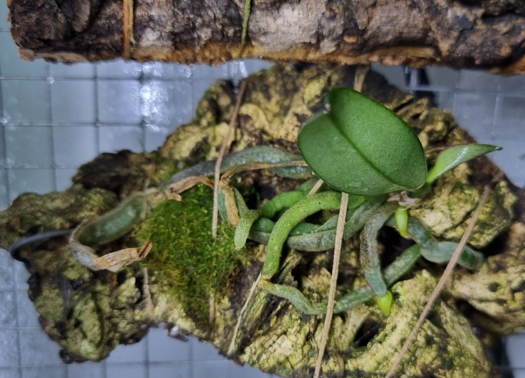 Phalaenopsis natmataungensis.jpg