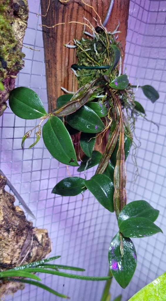 Dendrobium tetragonum.jpg