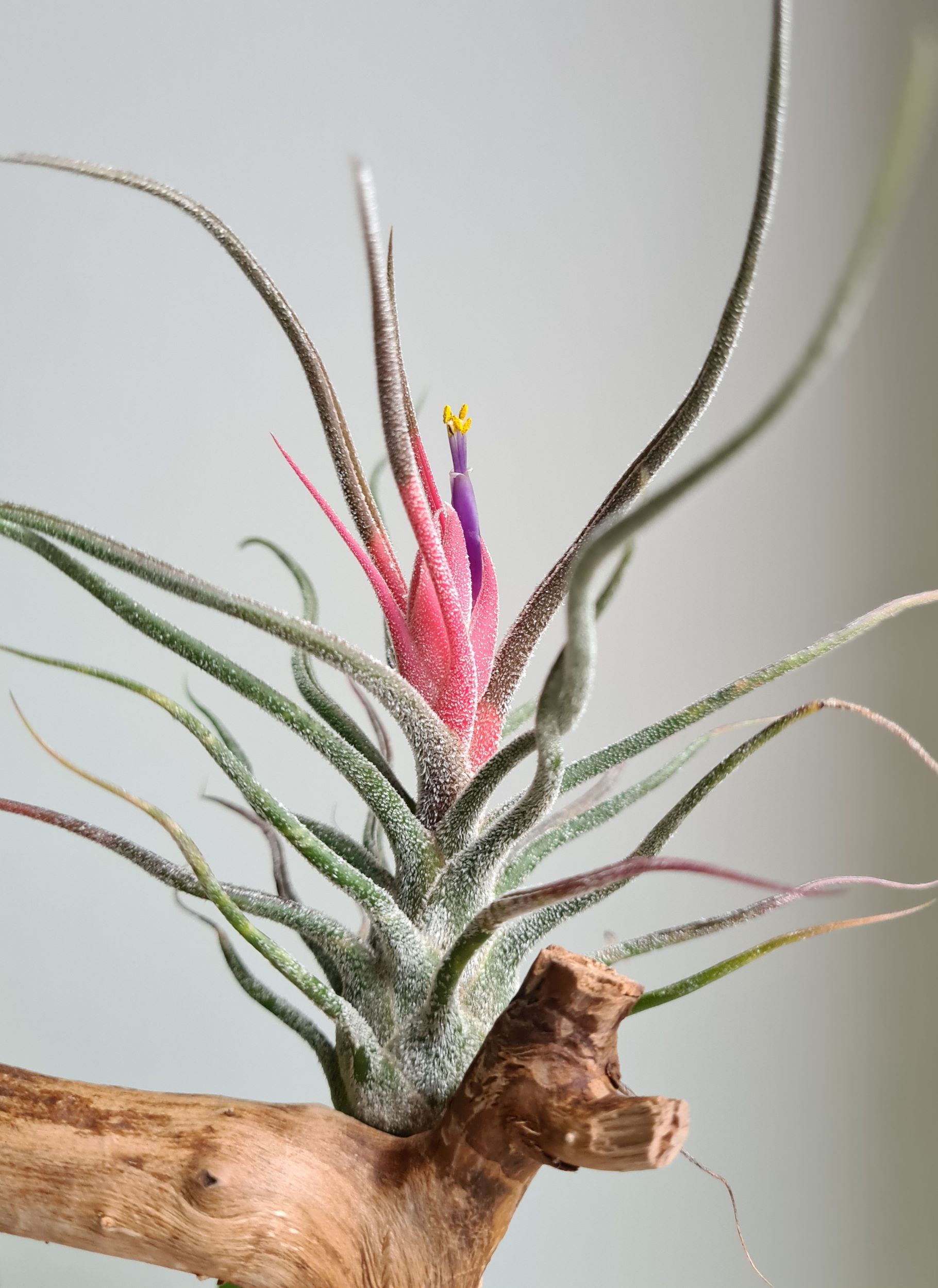 Tillandsia pruinosa.jpg