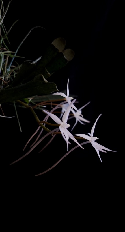 Aerangis kirkii (1).jpg