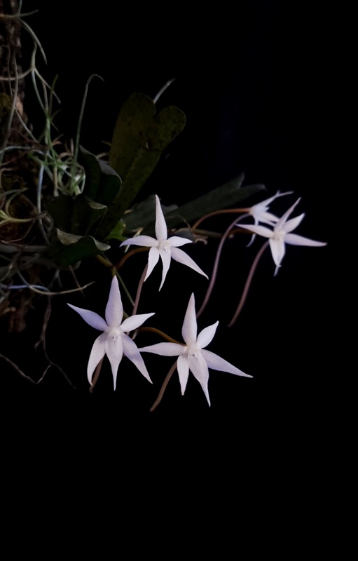 Aerangis kirkii (2).jpg