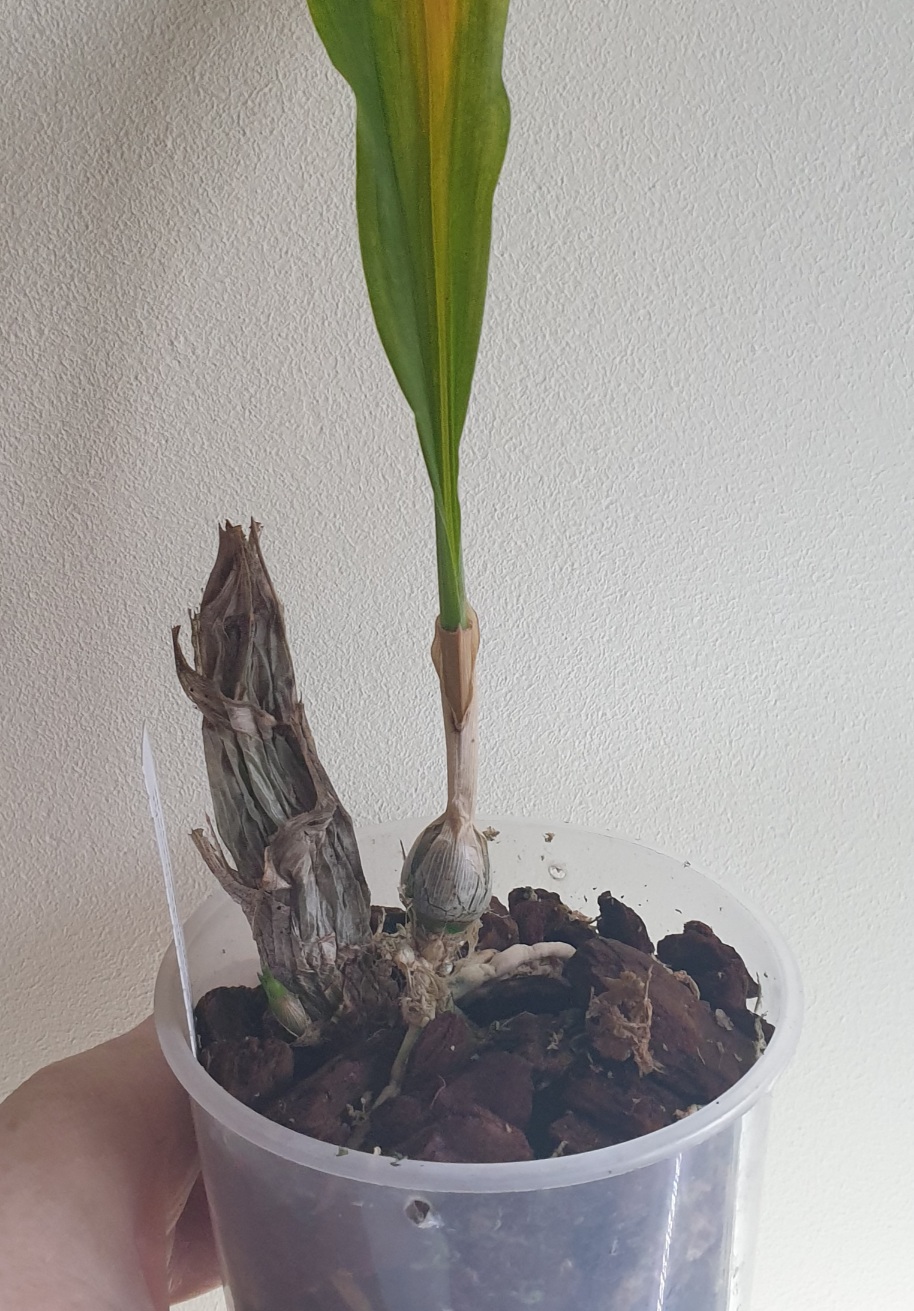 Catasetum pileatum var. alba