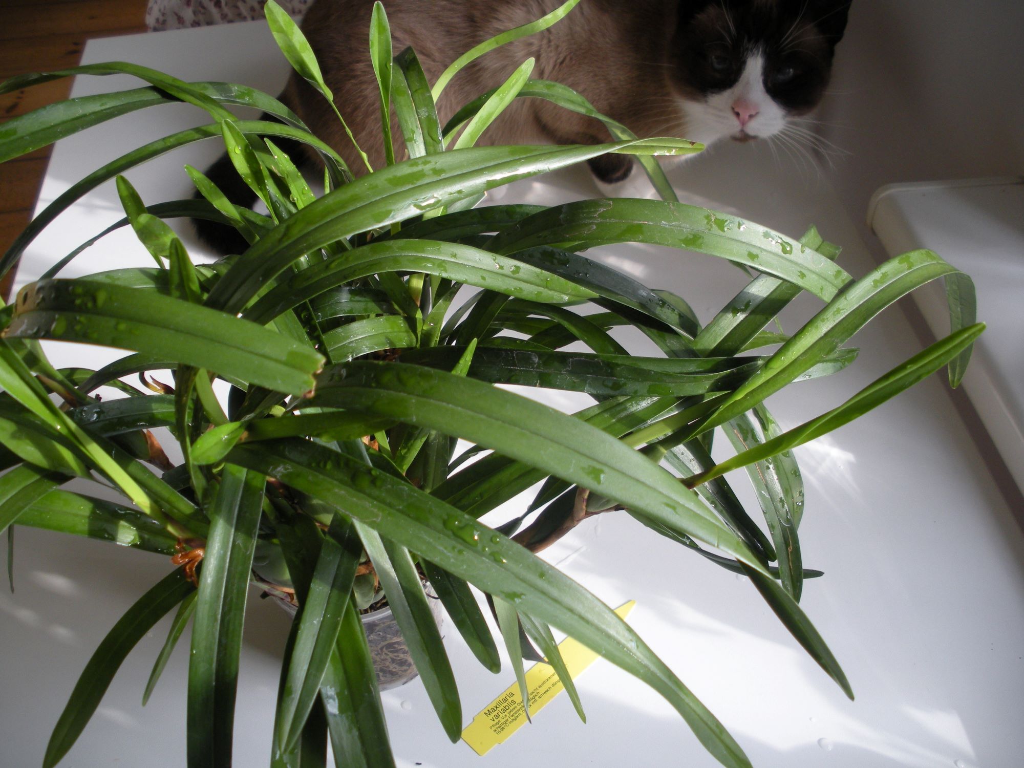 Maxillaria variabilis.JPG