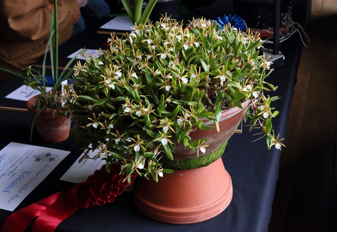 E.polybulbon