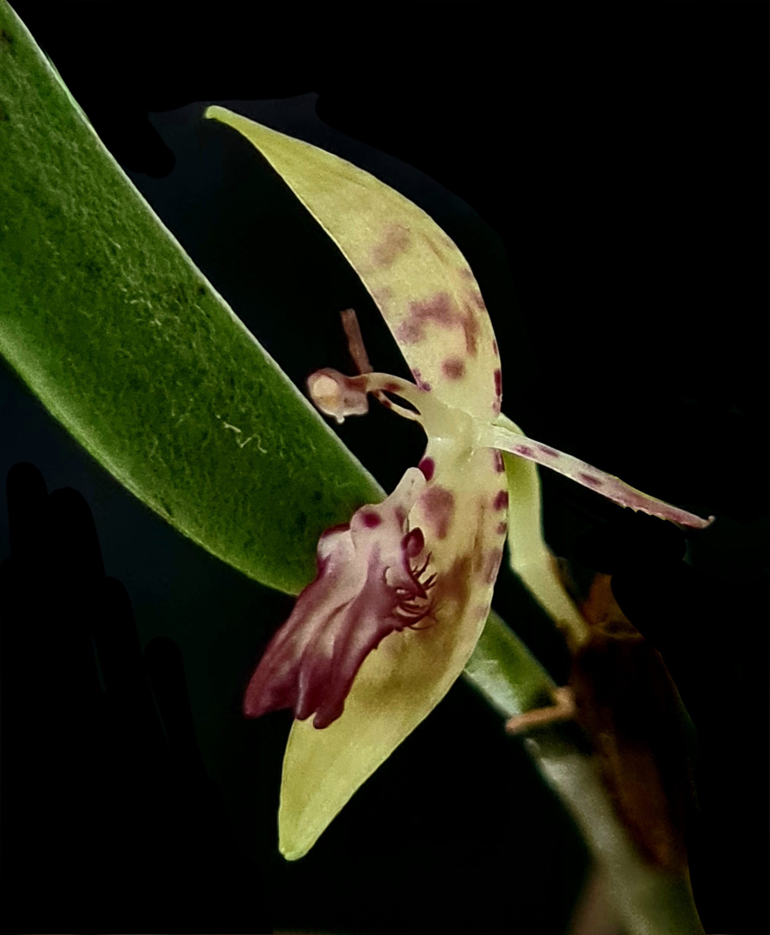 Pleurothallis trimeroglossa