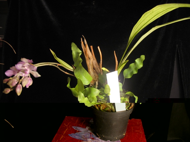 Zygonisia 034.2.JPG