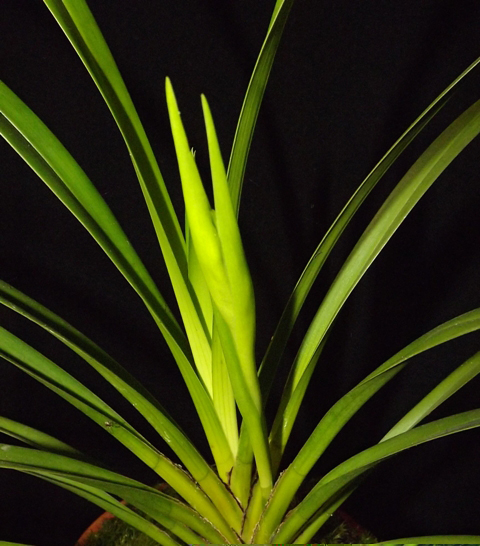 Cymbidium mastersii.JPG