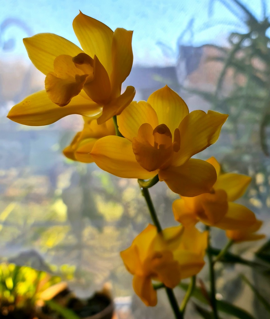 'Shiny Yellow'