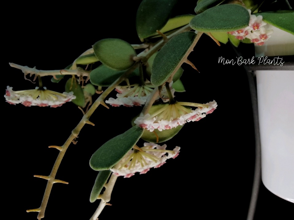 e0765d26_compress61.jpg