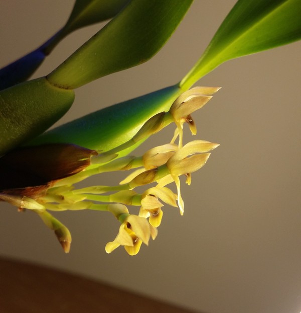 Maxillaria densa 2013-12-19 3.jpg