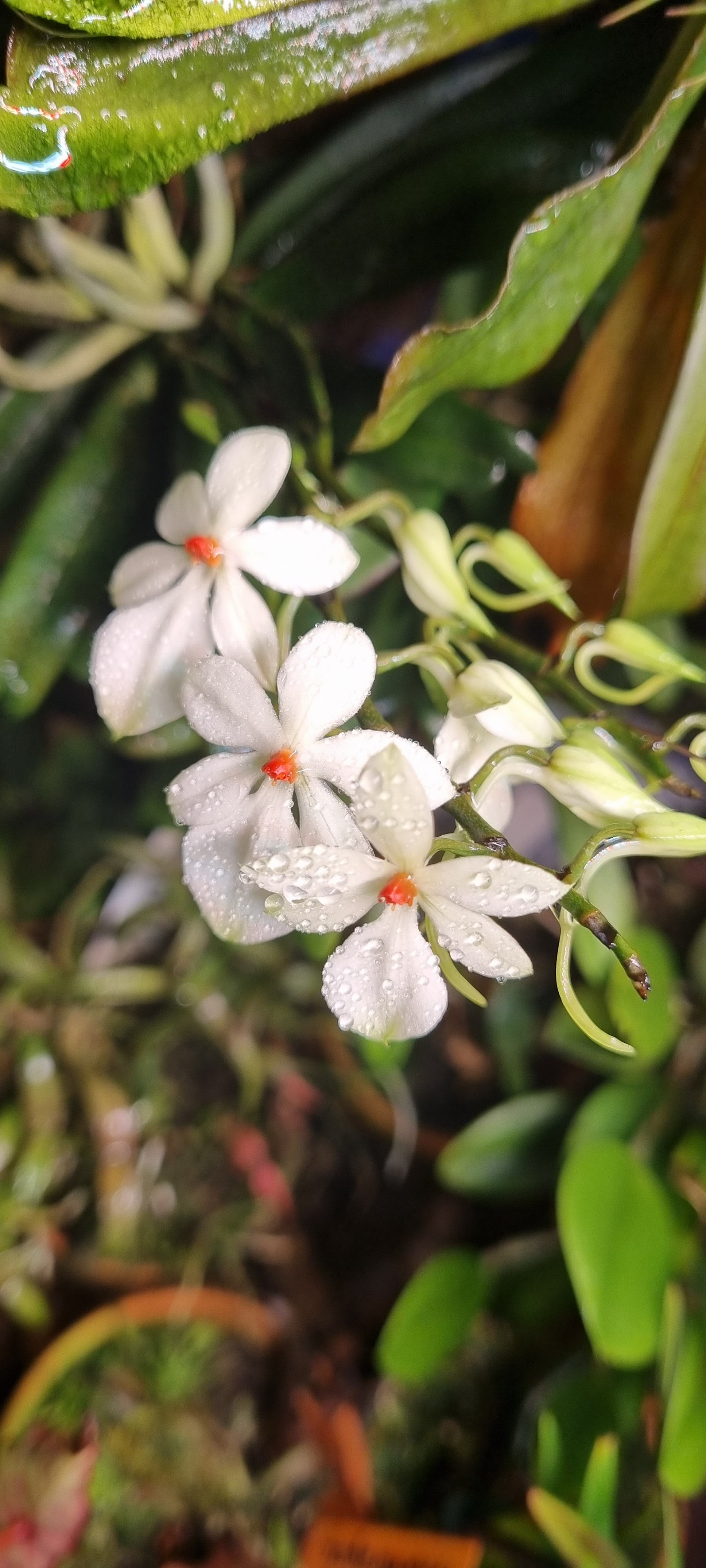 a.rhodosticta.jpg