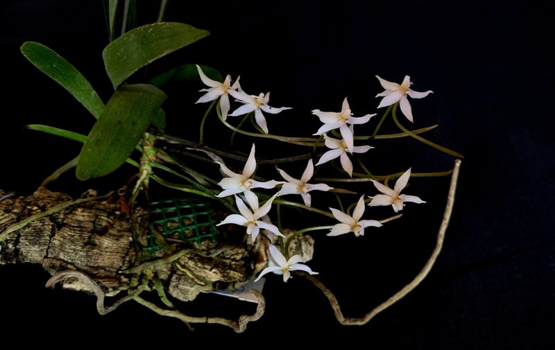 Aerangis jacksonii.jpg