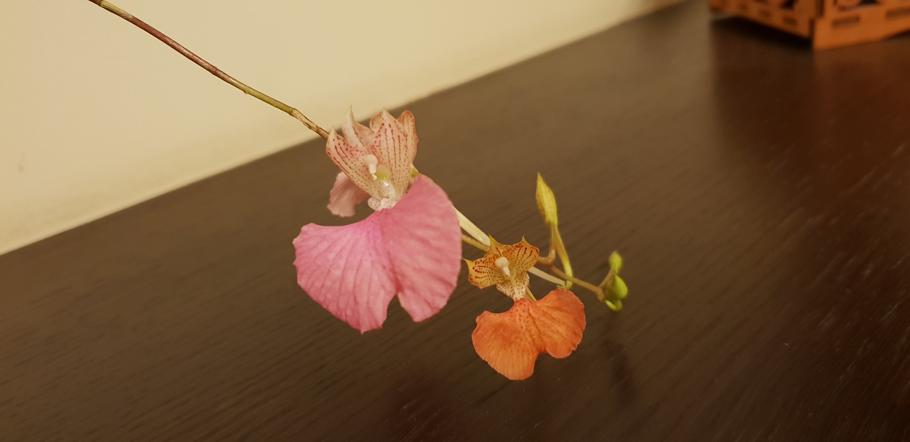 comp.speciosa×macroplectron.jpg