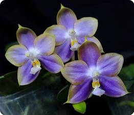 phal. mituo reflex dragon _blue-2_ (ok).jpg