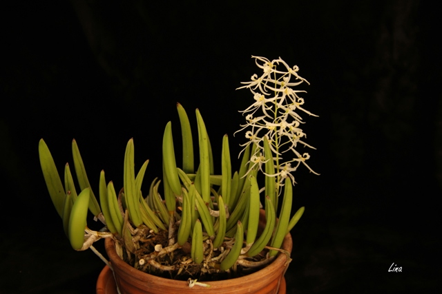 Dendrobium (Dockrillia) wassellii'22.01..JPG
