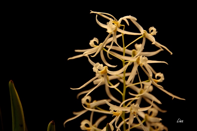 Dendrobium (Dockrillia) wassellii'22.01.JPG