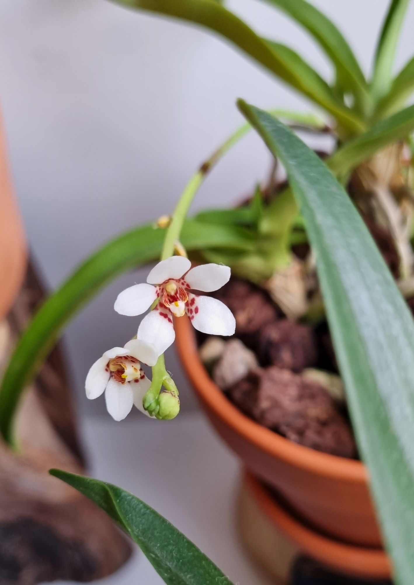 20220209_Sarcochilus hartmanii.jpg