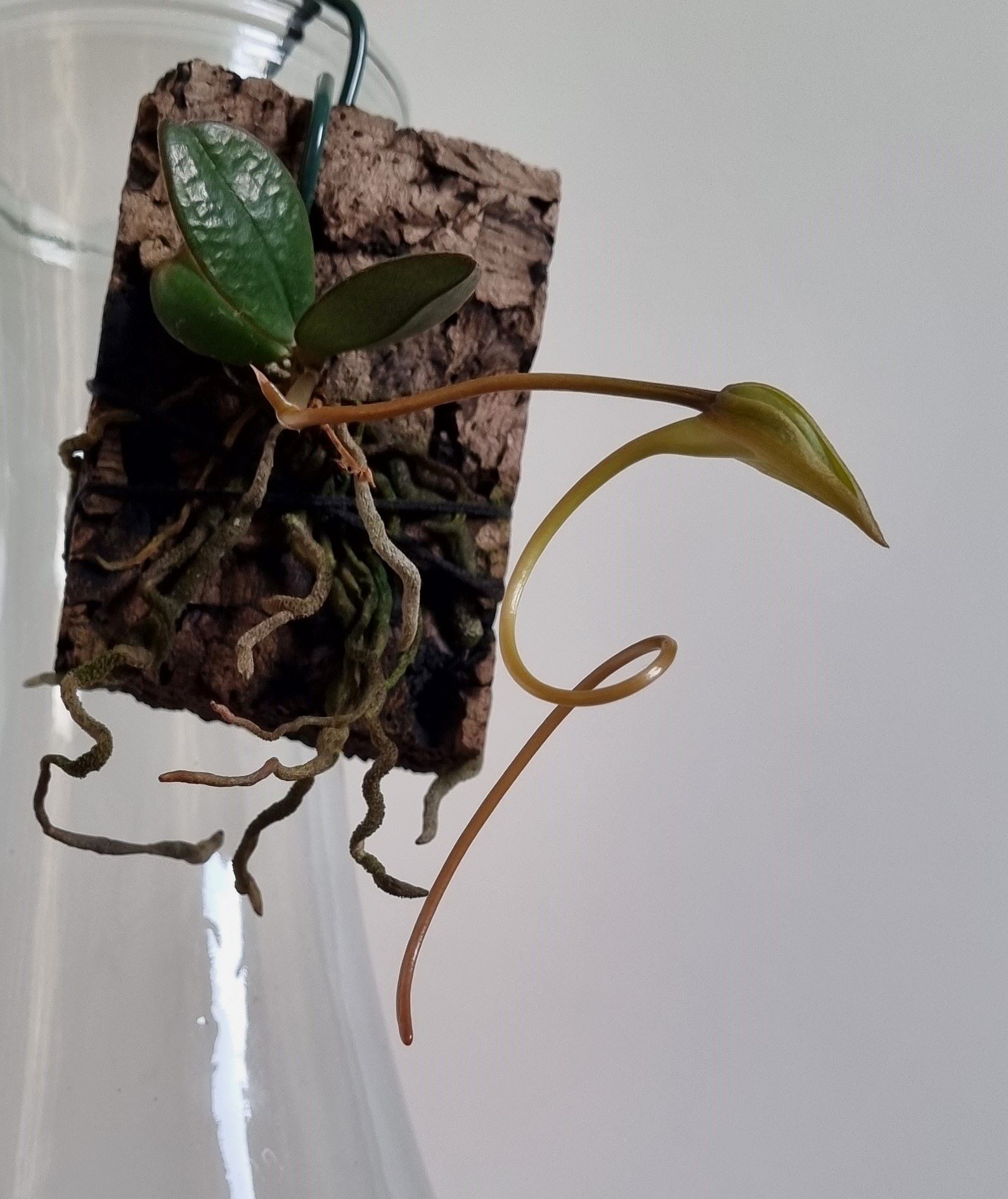 20220210_Aerangis monantha.jpg