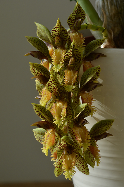 DSC_1502c.jpg