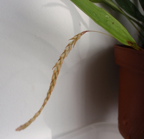 Dendrochilium sp..JPG