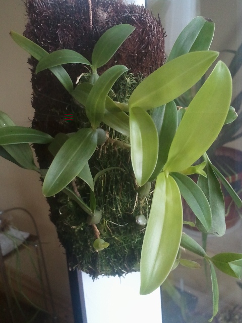 Coelogyne fimbriata 1 2012-06-10.jpg