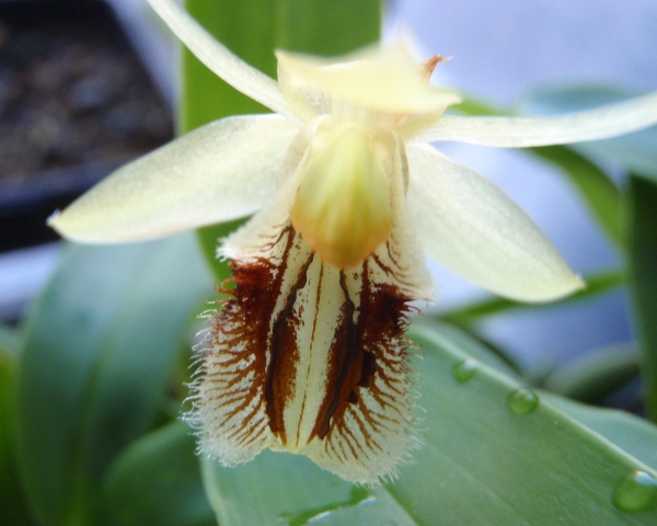 Coelogyne fimbriata 1.JPG