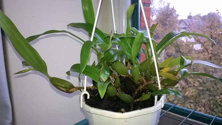 WP_20161022_Fimbriata.jpg