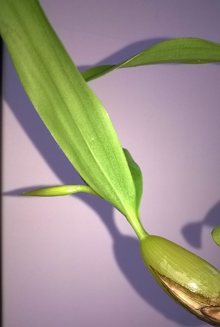 WP_20161022_Fimbriata1.jpg