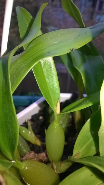 WP_20161022_Fimbriata2.jpg