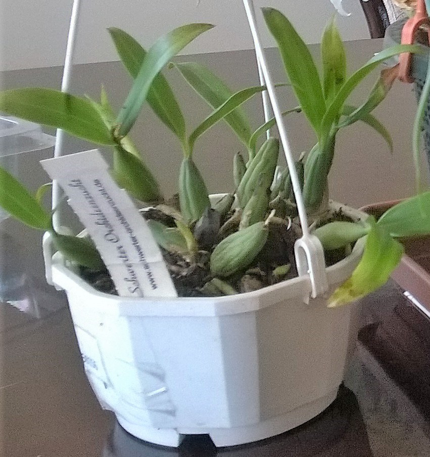 WP_20180405_Fimbriata persodinta apkarpyta.jpg