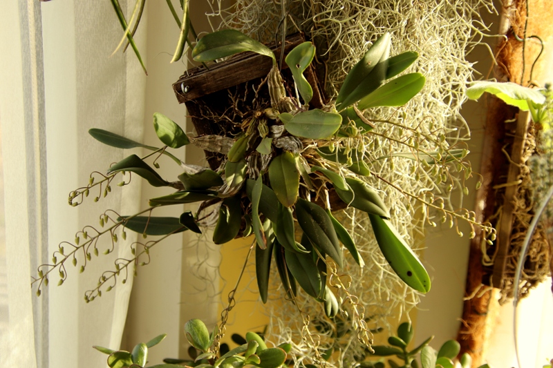 Dendrobium lindleyi'22.03.27.JPG