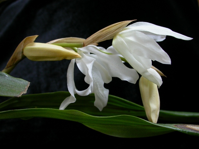 DSCN7988m.JPG