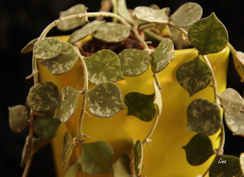 hoya curtisii'22.04..JPG