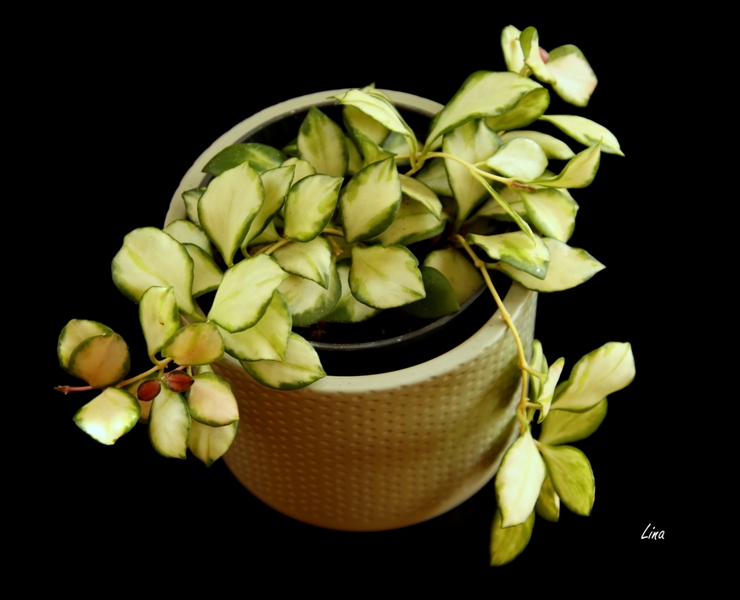 Hoya heuschkeliana'22.04.09.JPG